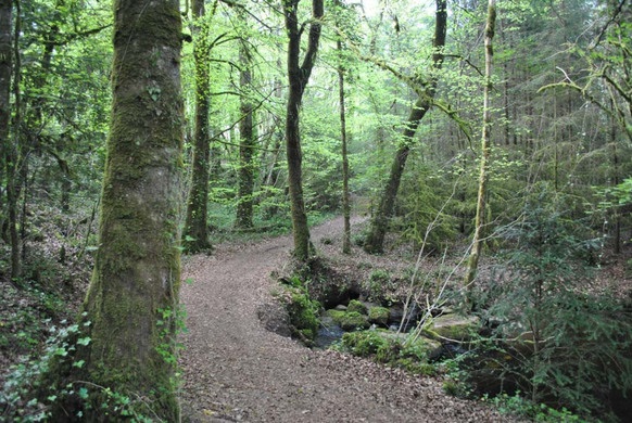 Cong Forest Nature Trail - Destination Westport